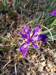 Iris hartwegii australis