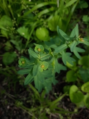 Euphorbia condylocarpa