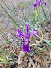 Iris hartwegii australis