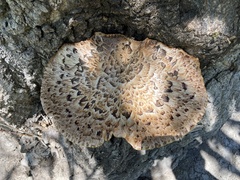 Cerioporus squamosus