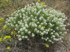 Lepidium alyssoides