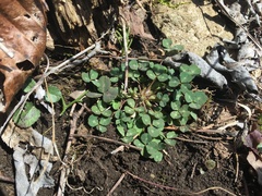 Trifolium kentuckiense