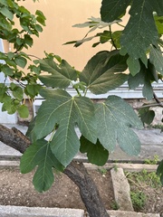 Ficus carica