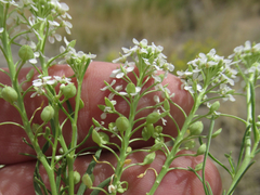 Lepidium alyssoides