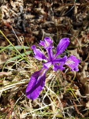 Iris hartwegii australis