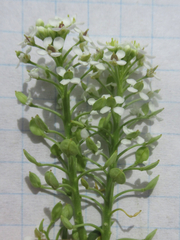 Lepidium alyssoides