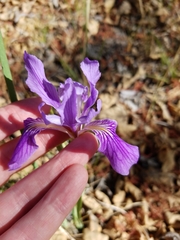 Iris hartwegii australis