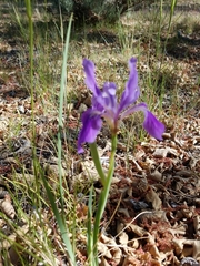 Iris hartwegii australis