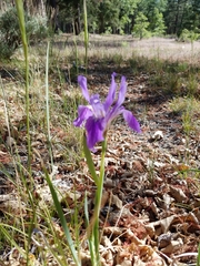 Iris hartwegii australis