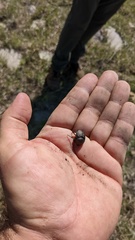 Canthon pilularius