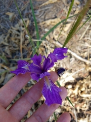 Iris hartwegii australis