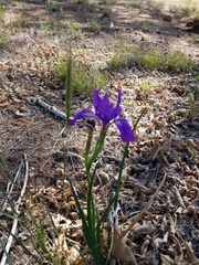 Iris hartwegii australis