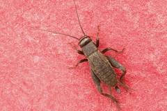 Modicogryllus frontalis