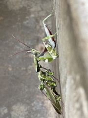 Idolomantis diabolica
