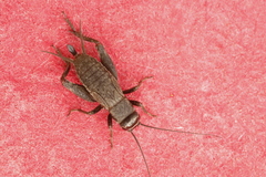 Modicogryllus frontalis