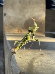 Idolomantis diabolica