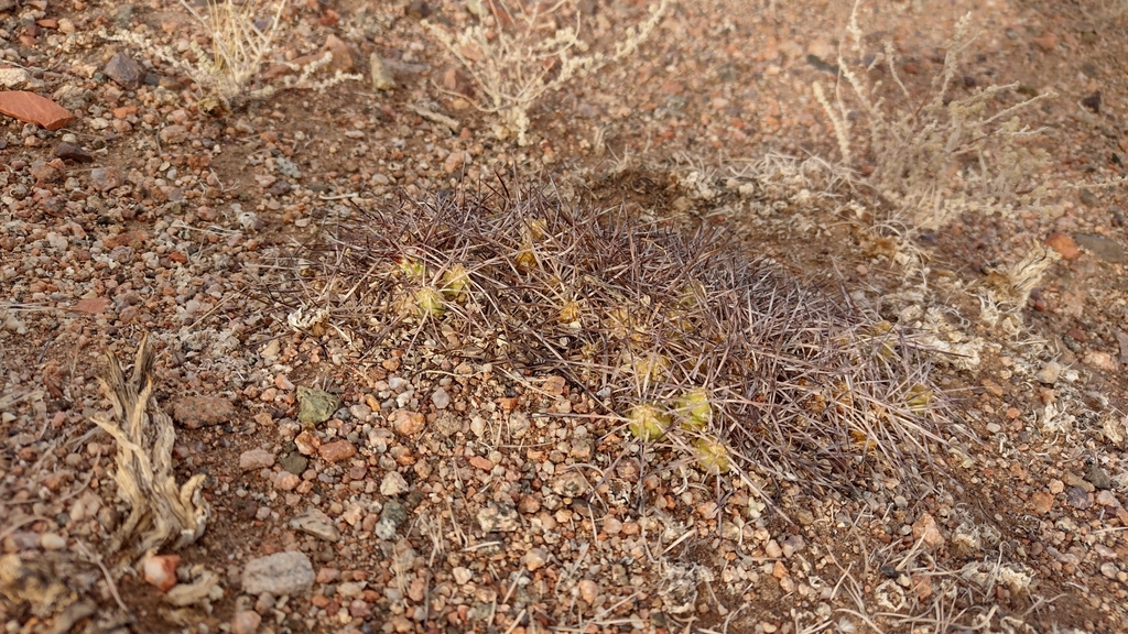Maihueniopsis atacamensis, Antofagasta, Chile