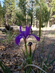 Iris hartwegii australis