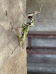 Idolomantis diabolica
