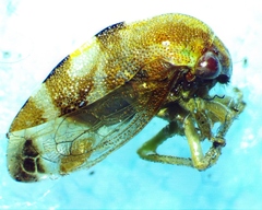Cyrtolobus togatus