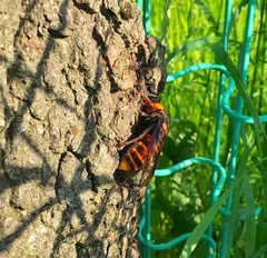 Vespa mandarinia japonica