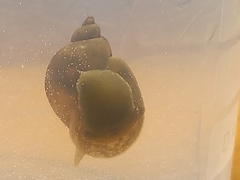 Ampullaceana balthica