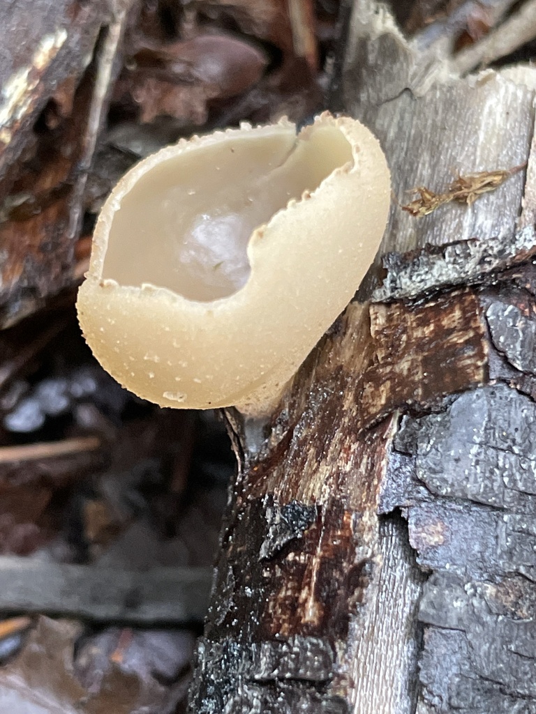 Peziza sp. 'varia-PNW01'