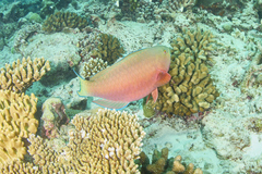 Chlorurus strongylocephalus