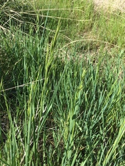 Bromus carinatus