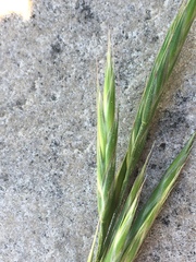 Bromus carinatus