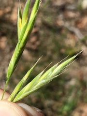 Bromus carinatus