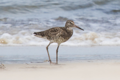 Tringa semipalmata semipalmata