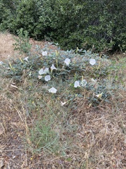 Datura wrightii