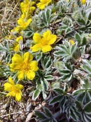 Potentilla concinna divisa