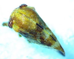 Cyrtolobus togatus