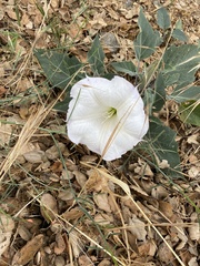 Datura wrightii