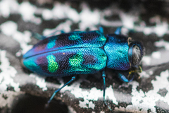 Chrysobothris chlorocephala