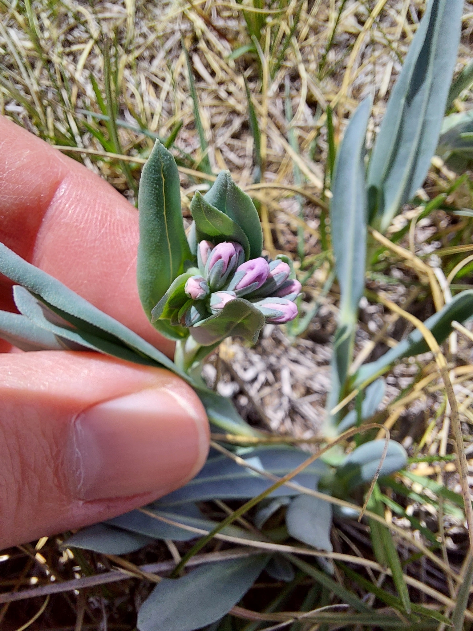 Mertensia lanceolata var. lanceolata