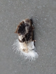 Acrolophus mycetophagus