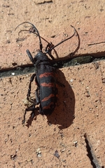 Ceroplesis capensis