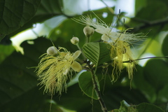 Capparidastrum mollicellum