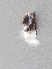 Acrolophus mycetophagus