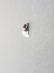 Acrolophus mycetophagus