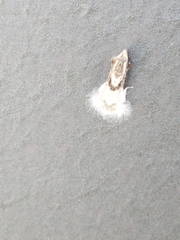 Acrolophus mycetophagus