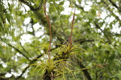Tillandsia polystachia