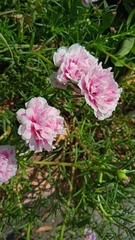 Portulaca