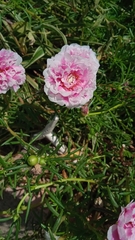 Portulaca