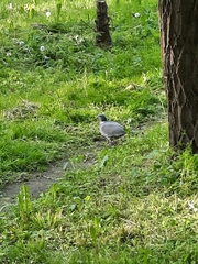 Columba palumbus