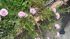 Portulaca