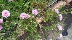 Portulaca